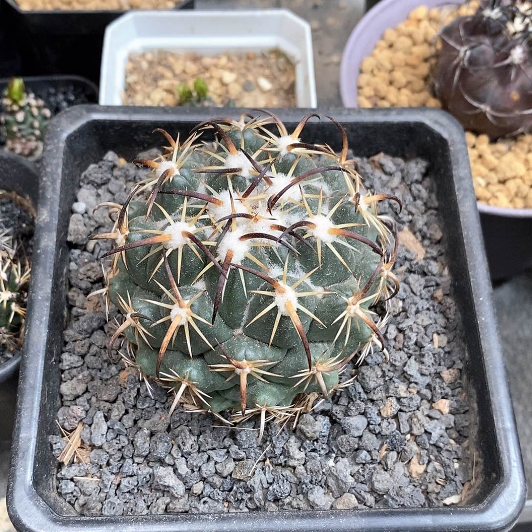 悟*实生钢钉仙人球