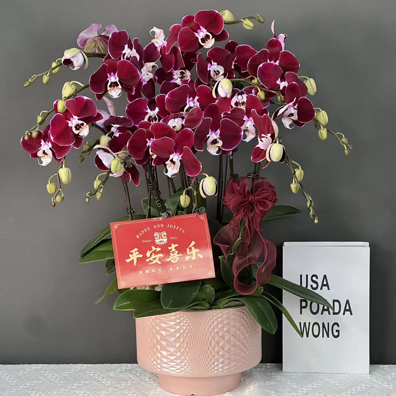 多彩优选（幻影）欧品黑红色珍藏款超大花好养蝴蝶兰室内高端花卉