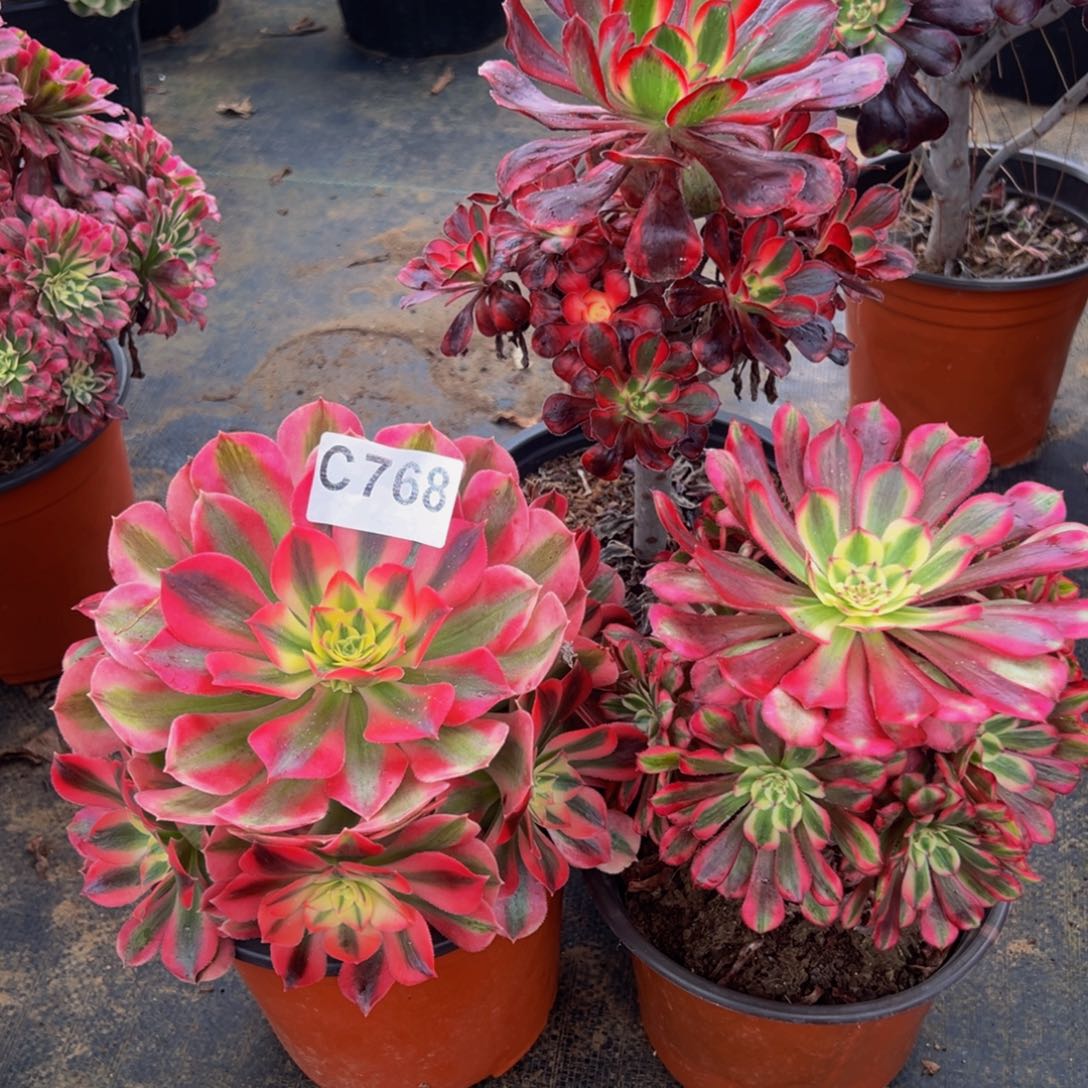 繆***慧完全开放法师多肉植物768