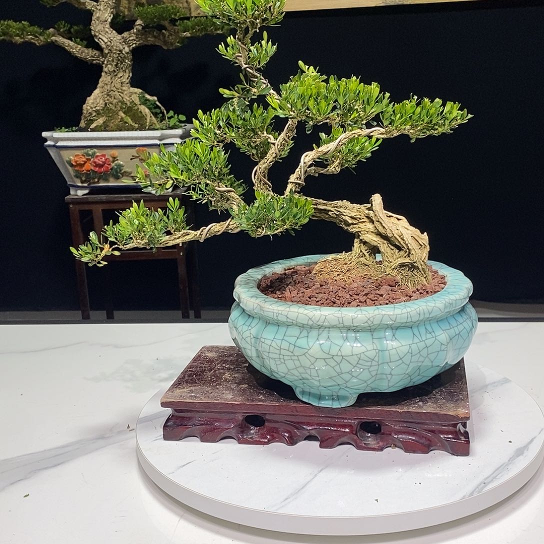 当前无花朵，栽培后可花朵