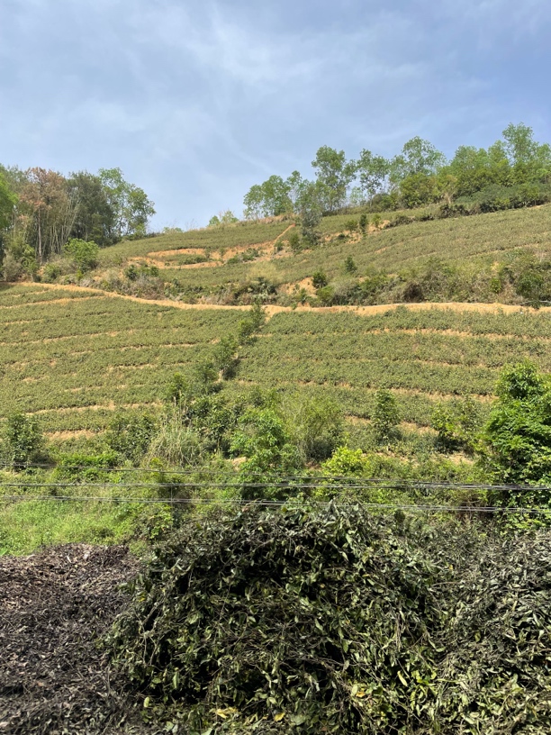 大山深处种植的山货干品