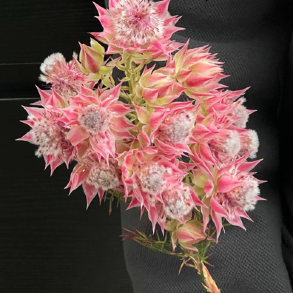 『新娘一扎』家居养花  全场任意满两单及以上鲜花同城包邮 