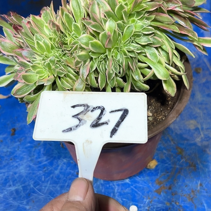 你****友多肉植物缀花法师