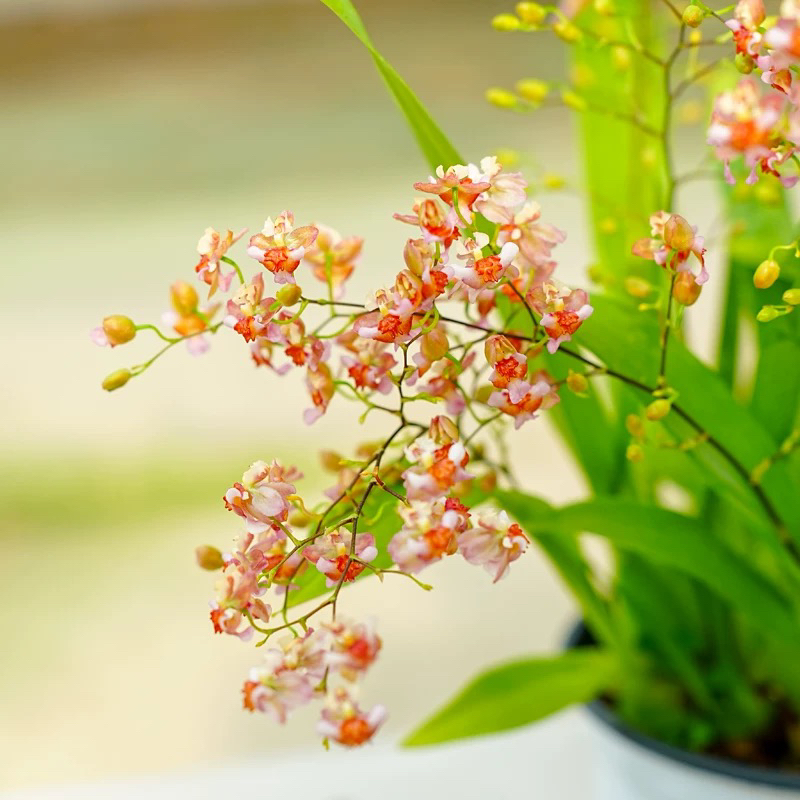 梦香兰【橘粉色】桌面兰花室内养护盆栽