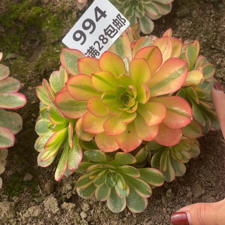 994半夏多肉植物二号棚L