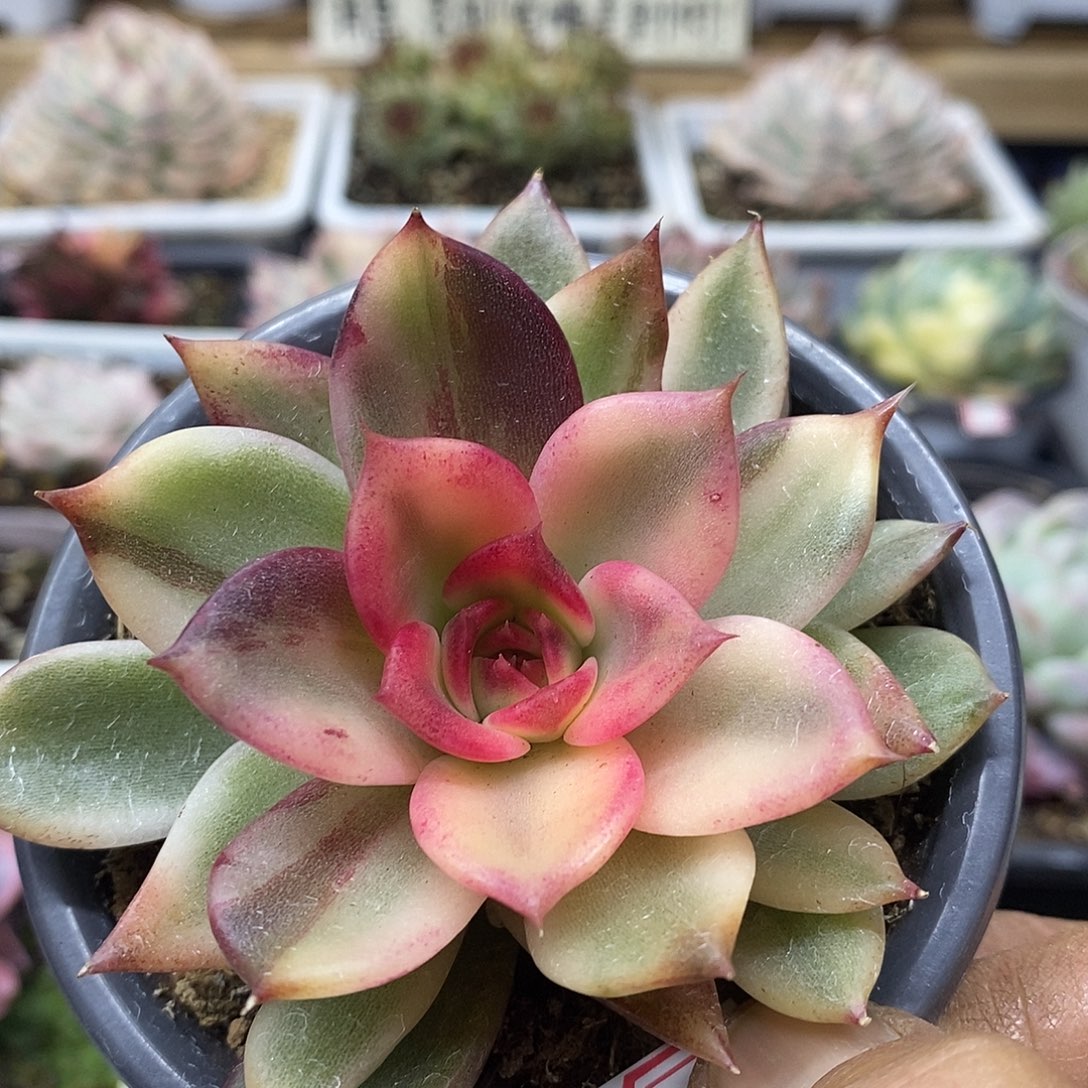 12194 不石化火焰山锦 需延时发货