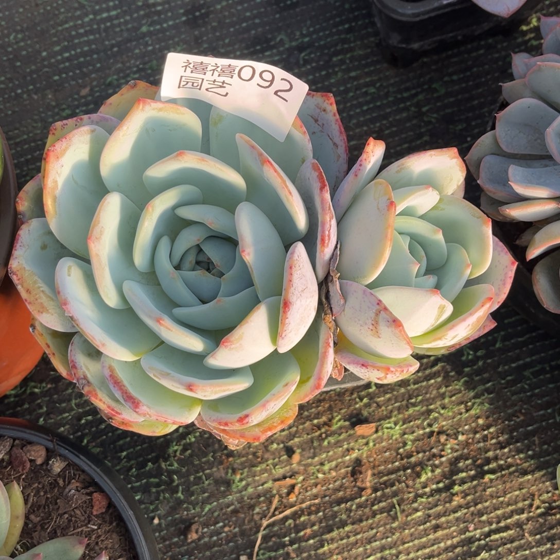 092凤橙多肉植物……