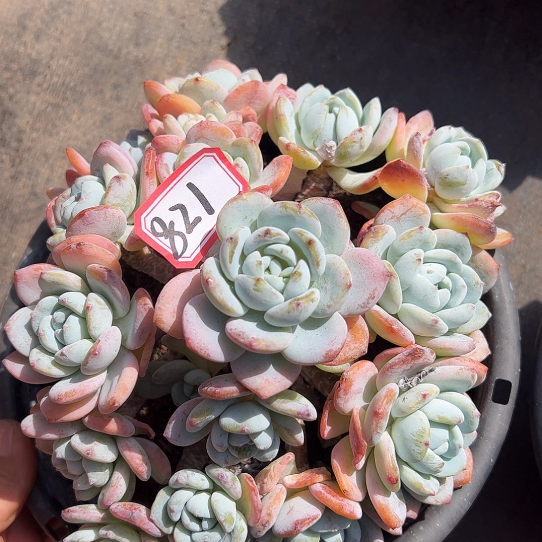 821号冷香，一物一拍