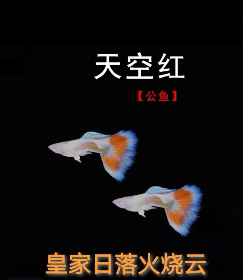天空红火烧云公精品孔雀鱼套餐（入缸后不包损）