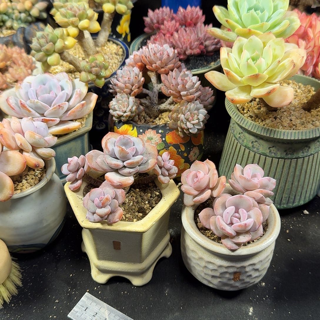 遇***猪乌卅倒浆花盆默认瑕疵