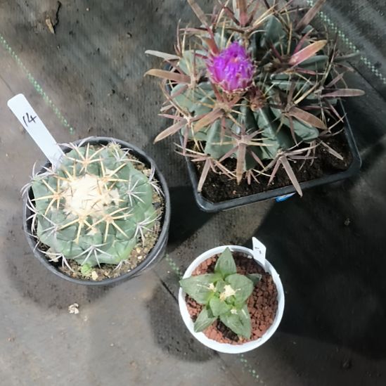 花花世界迷人眼的球球好