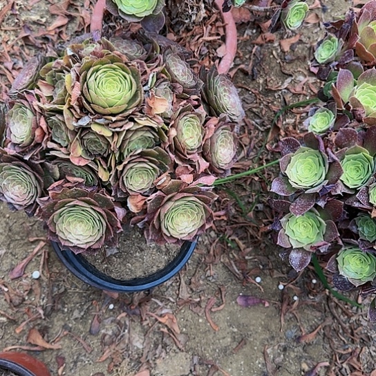 悠**香91加急发明天早上八点左右