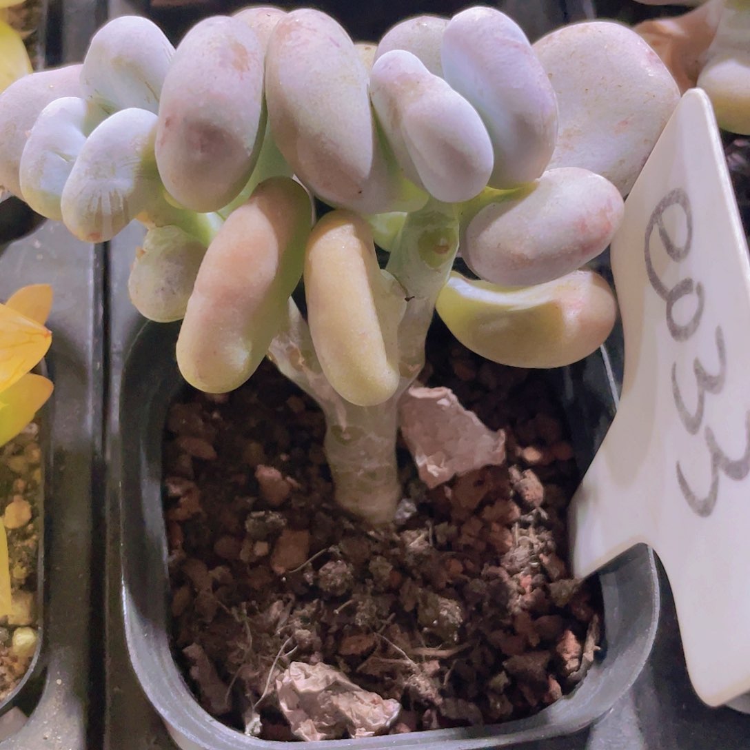 油煎丸子e033一物一拍