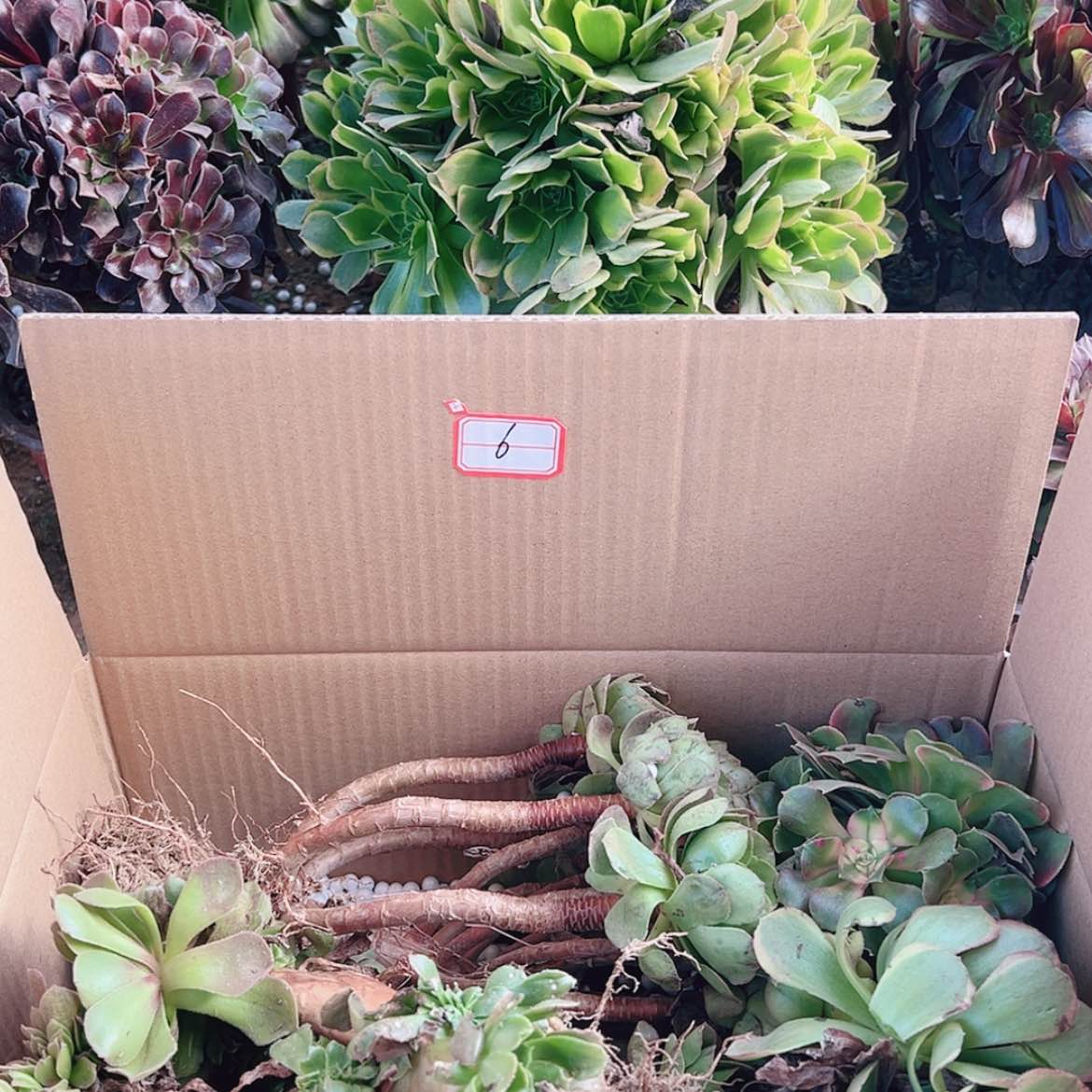 【闪购商品】无花朵釀6号套餐无售后