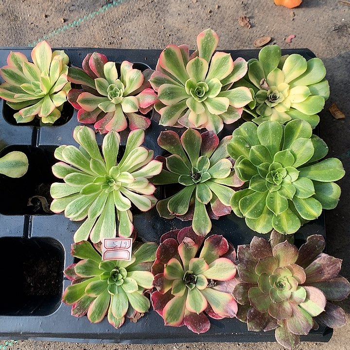 519十棵单头多肉植物