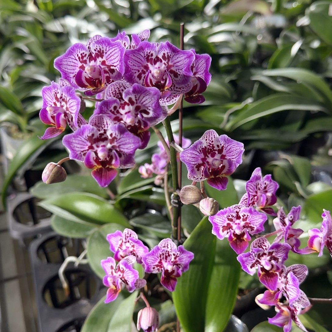 无花朵3.0寸009带花