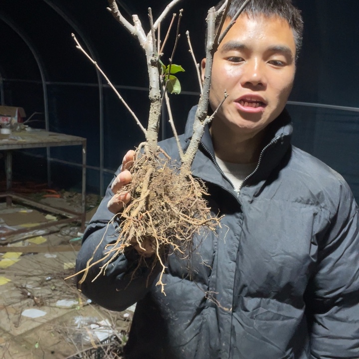 红玉海棠花一颗苗