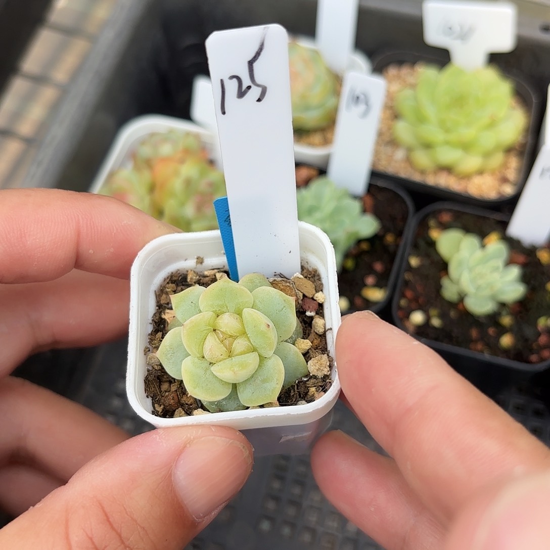 125号云间单头带仔多肉