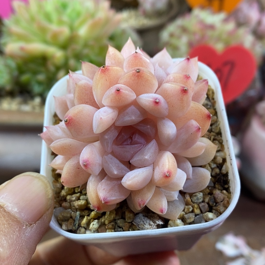 精品多肉一物一拍不包整88