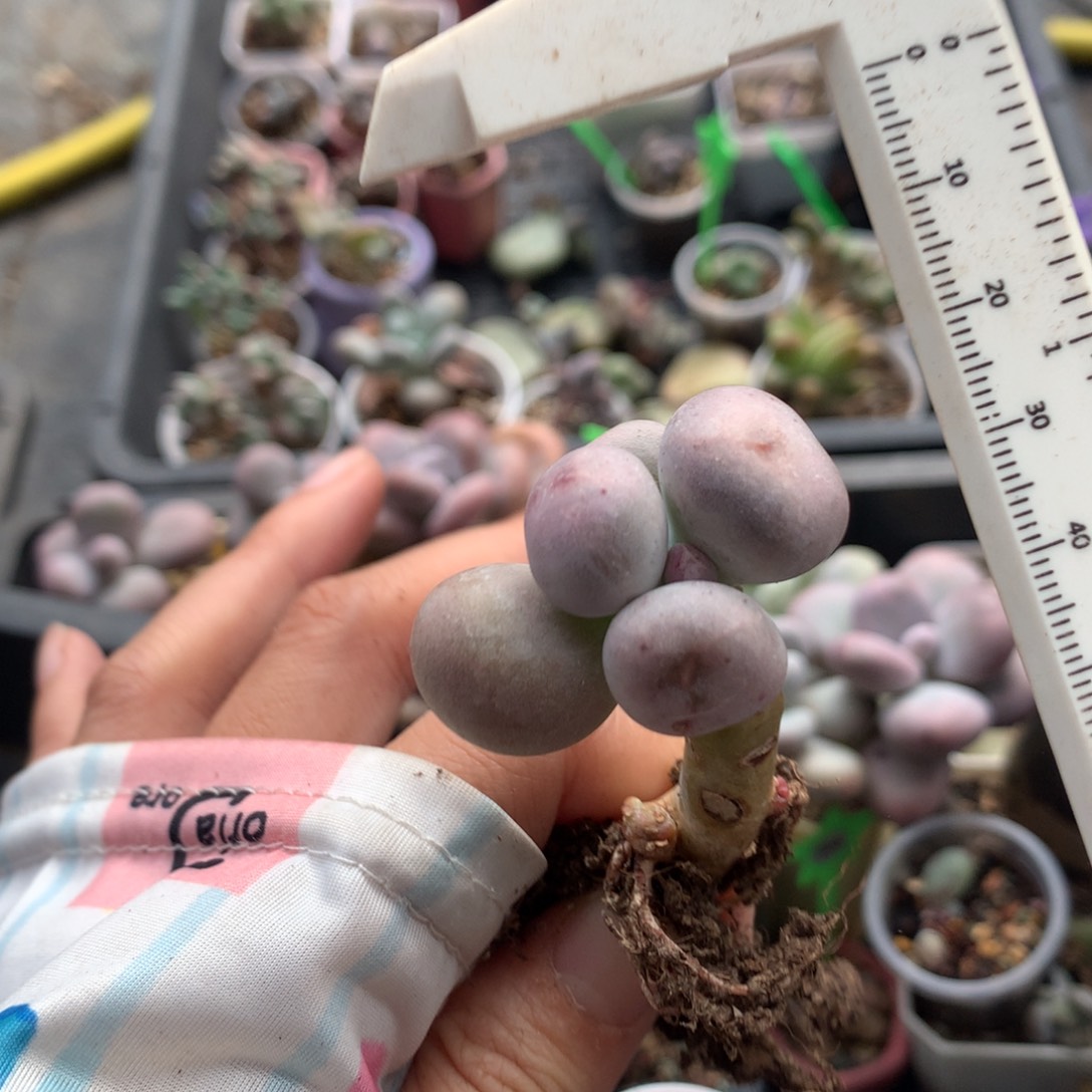 米可奶酪米可奶酪多肉