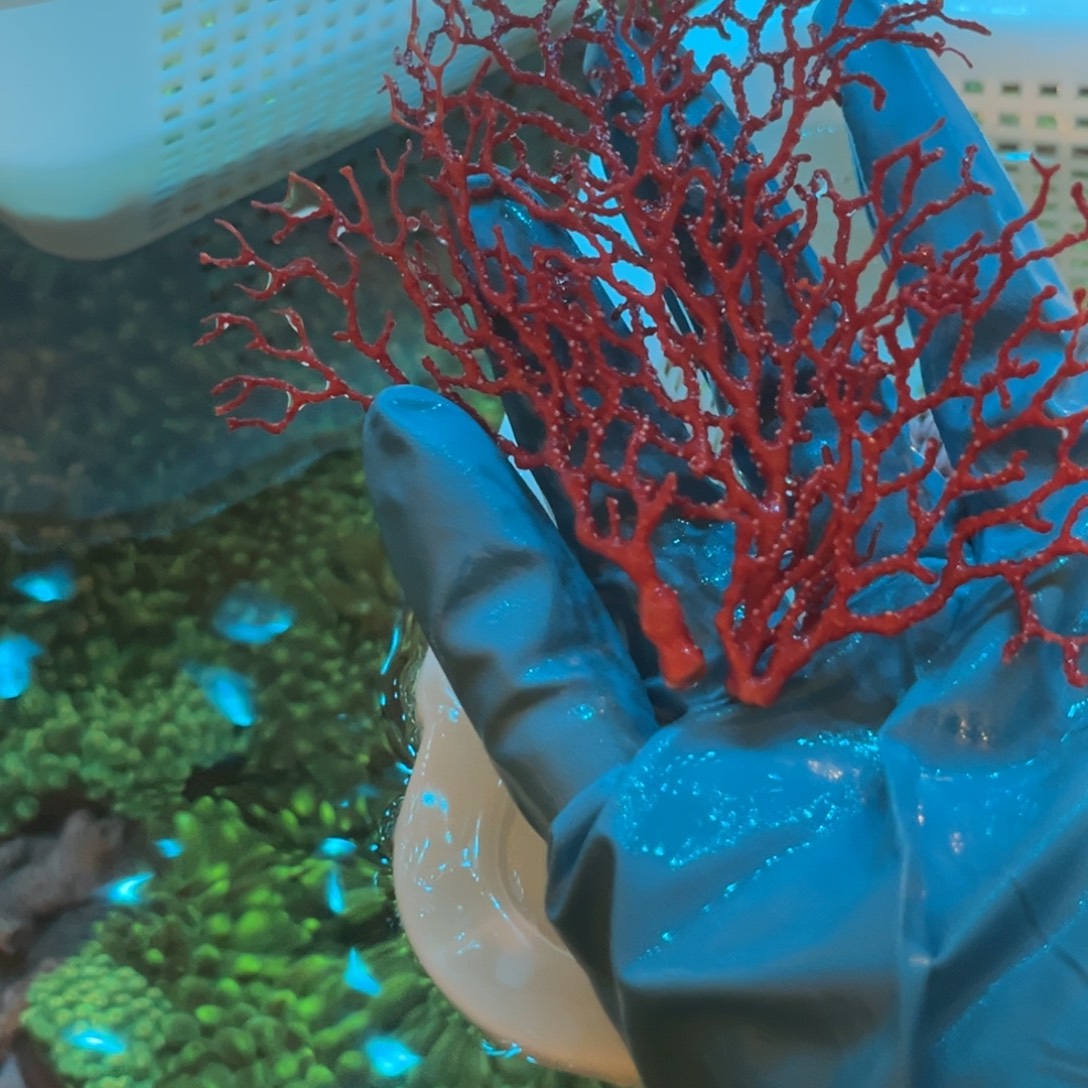 铁***吹奶嘴海葵红海树1111111111