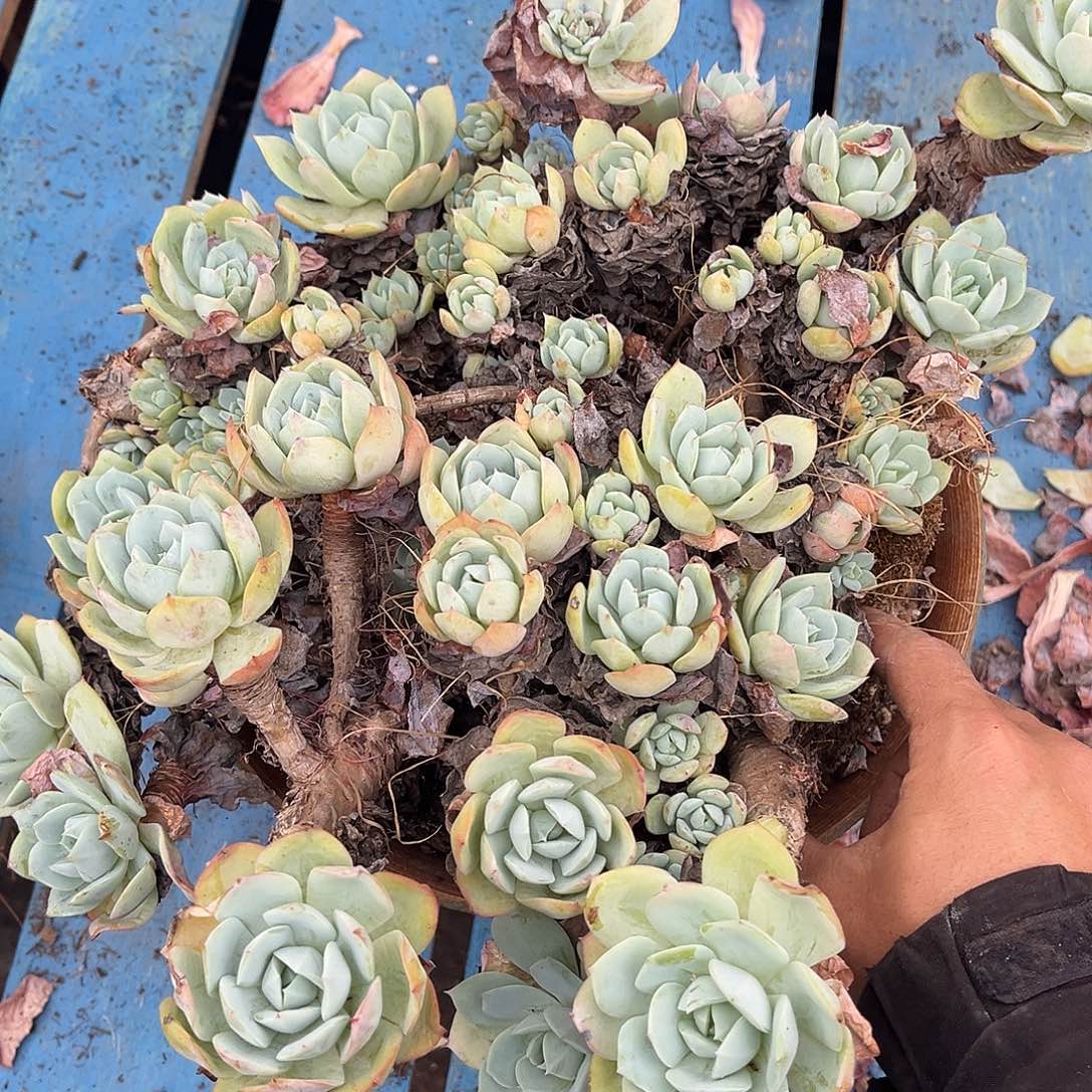 只***好恋曲20多肉植物处理