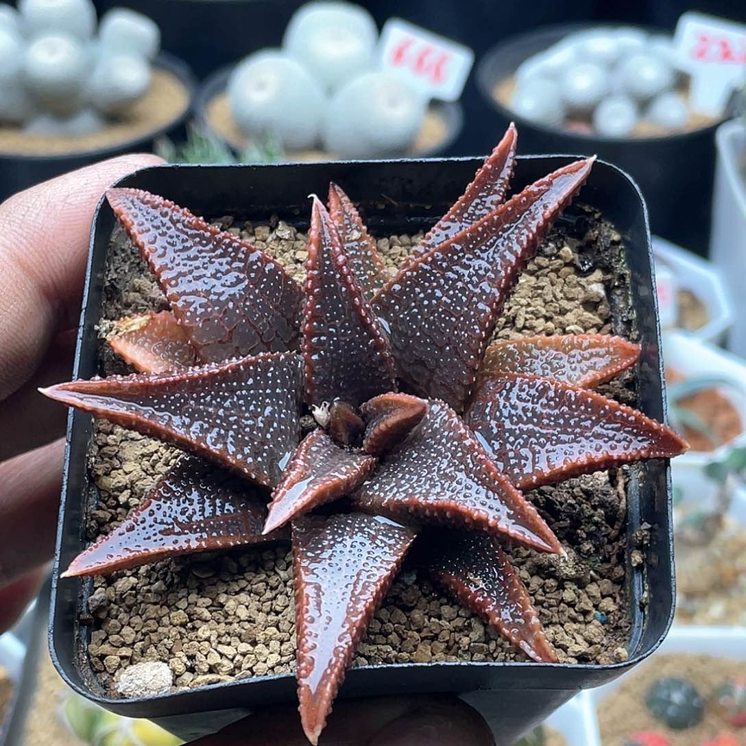 实生黑王寿 致远多肉