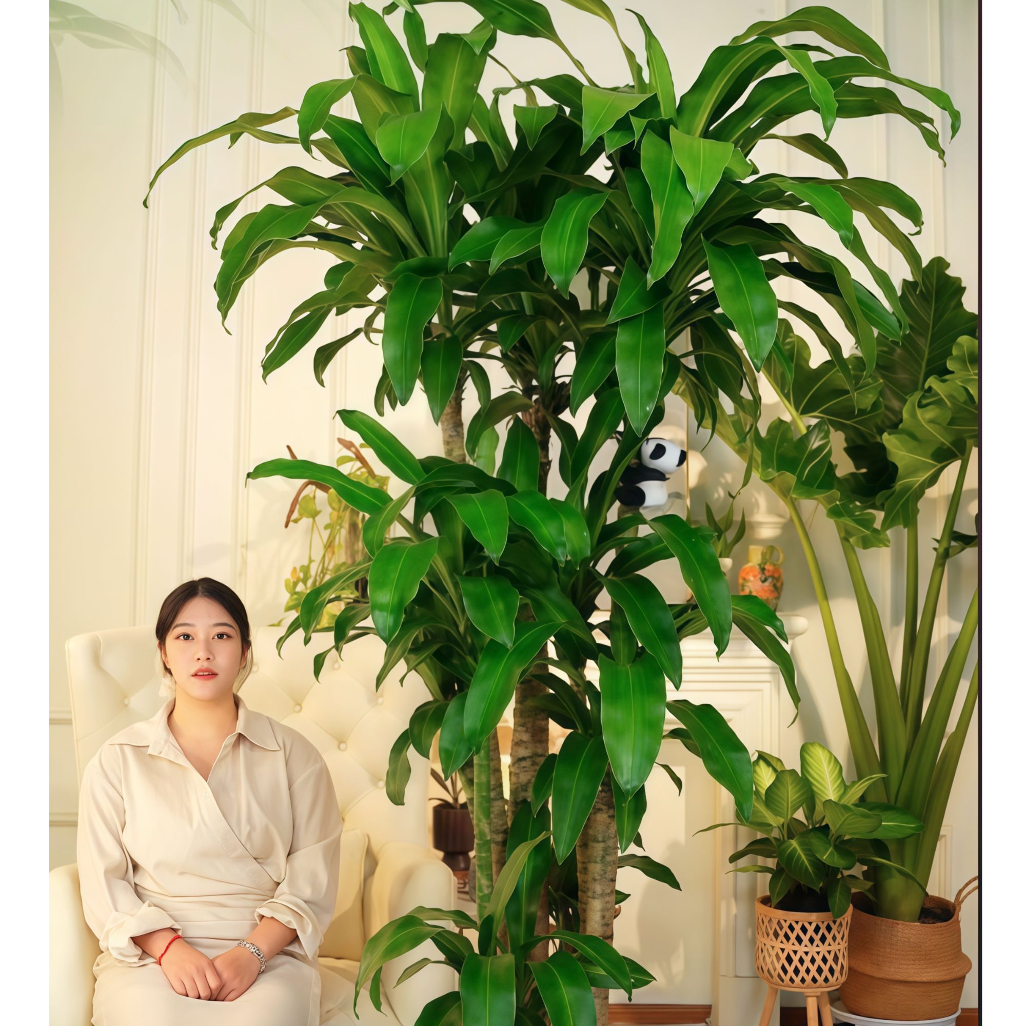 巴西铁盆栽室内植物大型幸运木办公室客厅摆件绿植