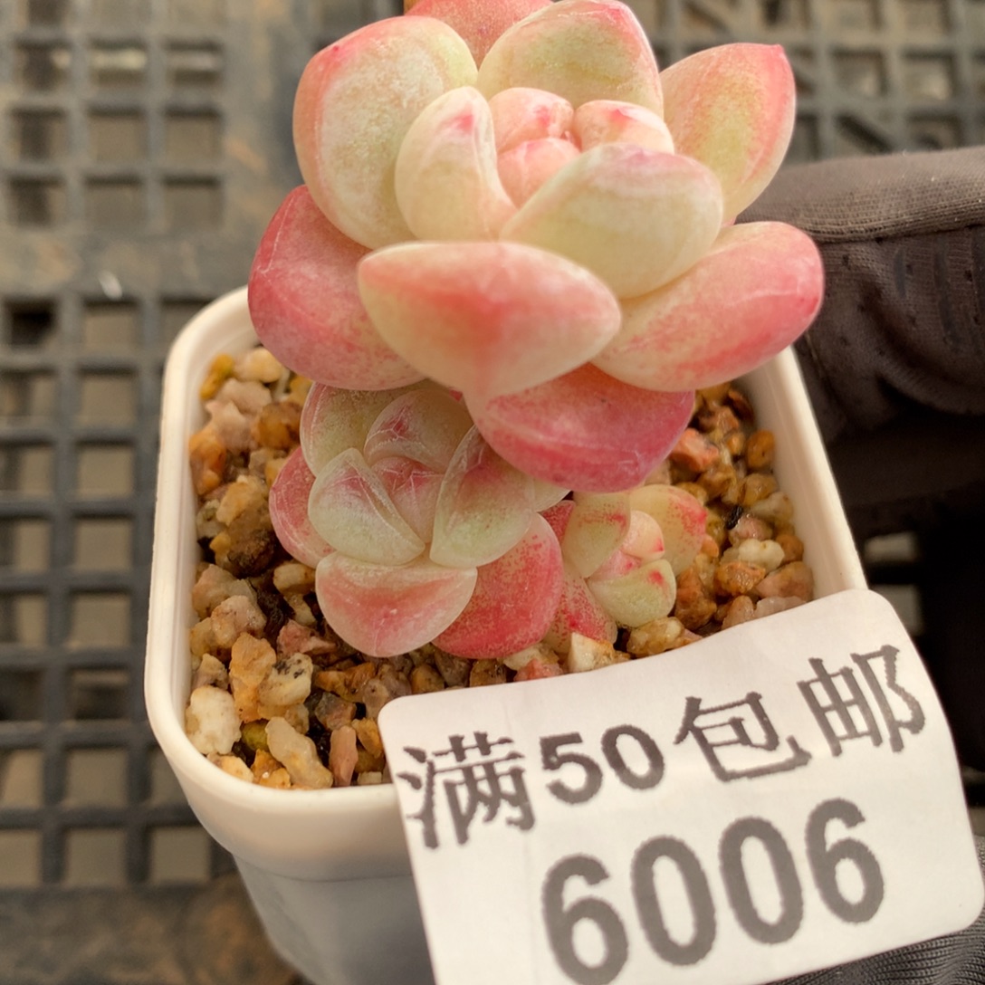 006。小腿螺旋冰玉三头。1-2cm。