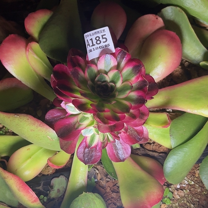 185倾城多肉植物