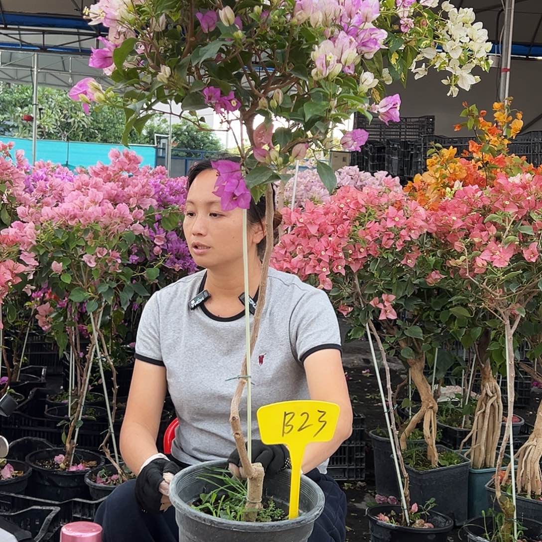 大***利大部分花苞少量开放B23雪紫