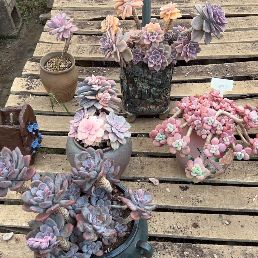 露养老桩群生四颗多肉带盆