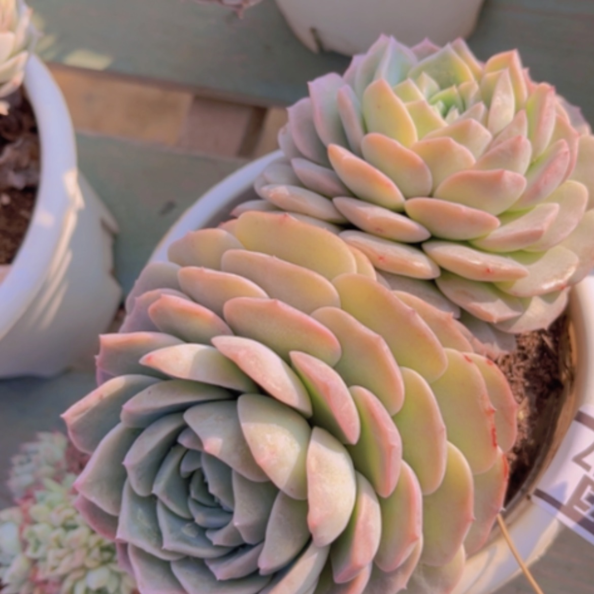 【闪购商品】纯爱20257