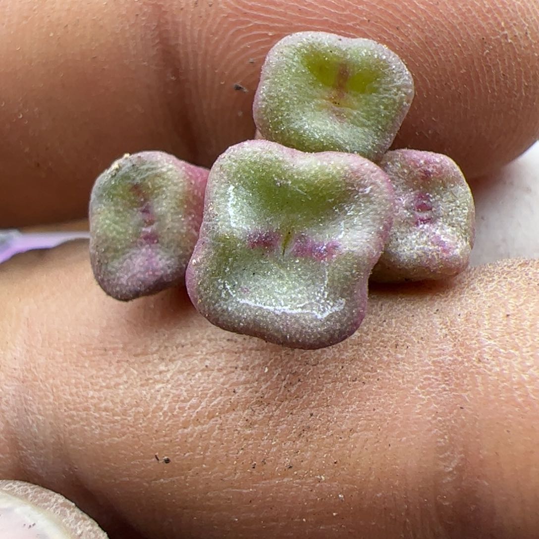 好看的小肉肉22079