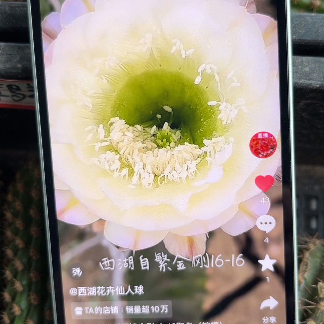 16-16遐侧呀20包邮仙人球26