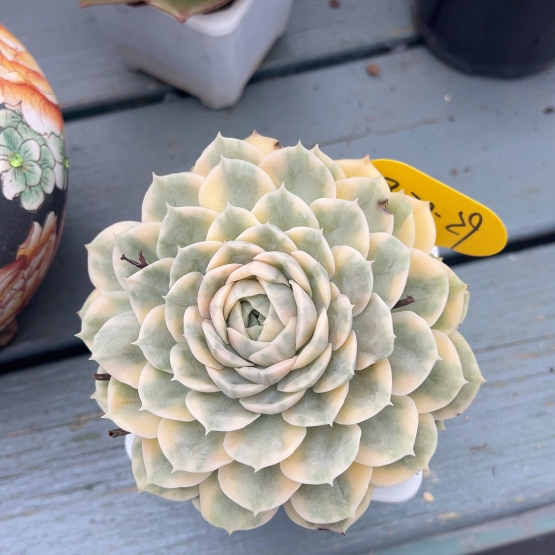 08-30-28昂斯诺锦多肉植物