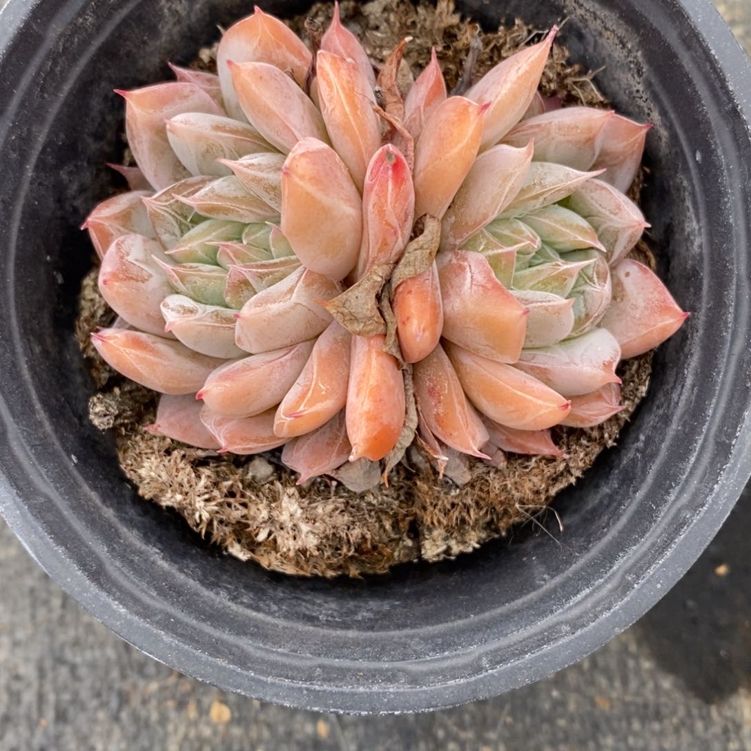 自助下单一物一拍多肉植物_可寄养