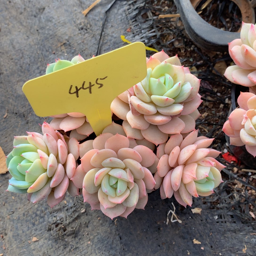 恋曲72727727272772