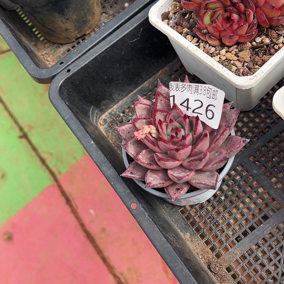 ღ***࿐多肉一物一拍植物1426