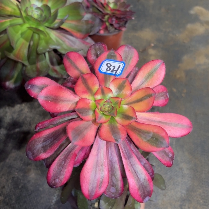 一物一拍嫁接黄锦巫毒821