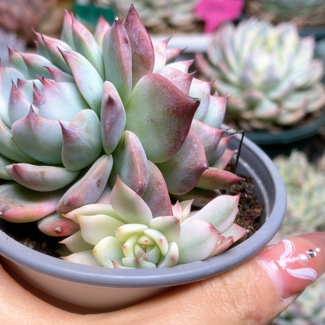 022锦锦锦锦锦锦锦锦