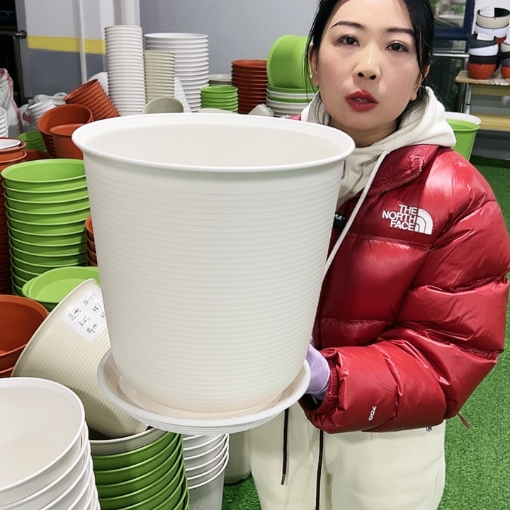 正品高陶口30高31白色3只带托