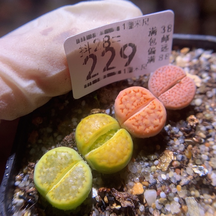 精品生石花28.229