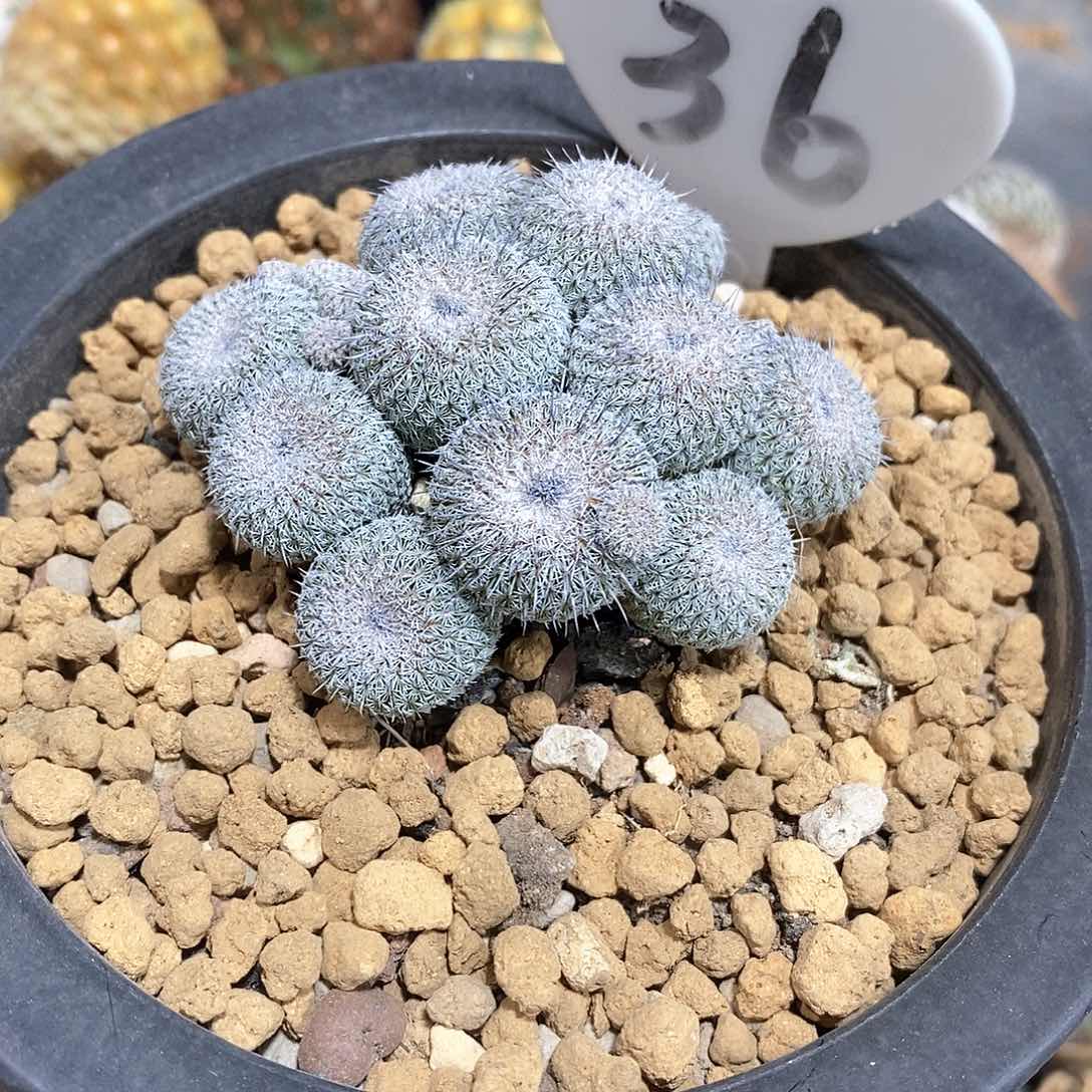 植****头实生乌月丸仙人球