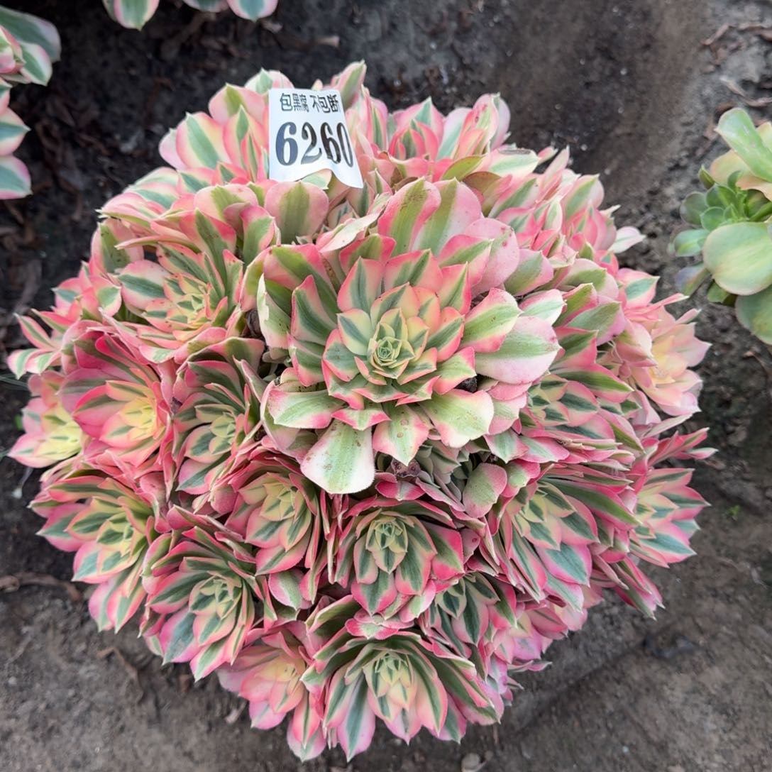 法师粉女巫6260 18-8