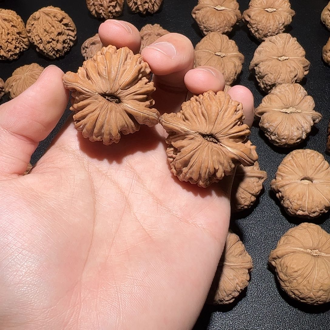 清***界大叶紫檀（黑酸枝木类）