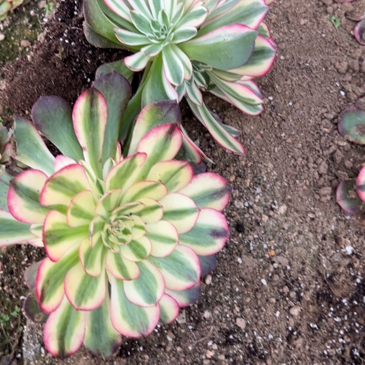 多肉植物桃花坞➕立栀