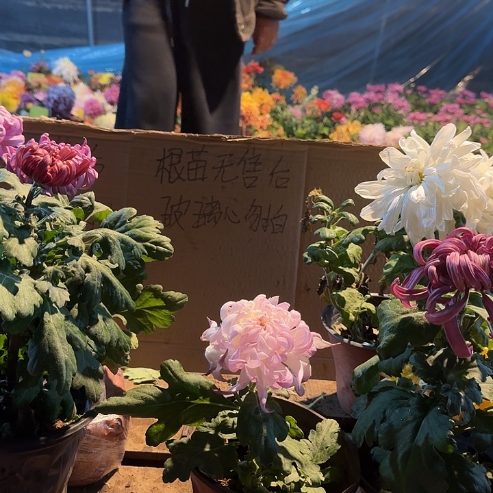 完全开放华严的龙较小 花瓣伤损无售后