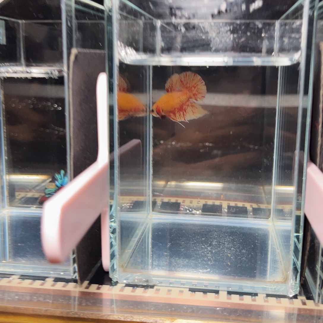 海水鱼宙斯斗鱼竞拍精品场12-10