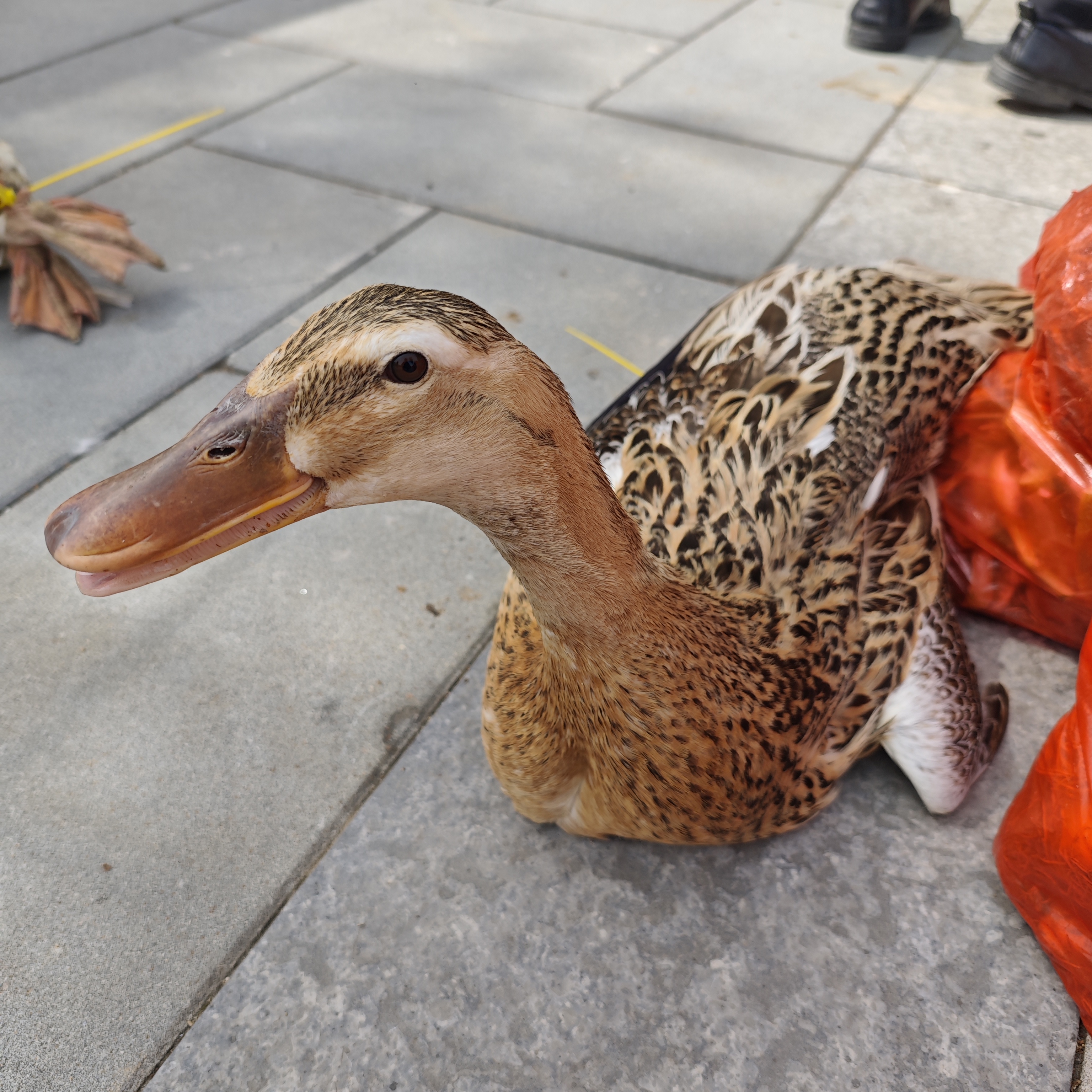 【柿树岗乡】麻鸭农村散养  京东生鲜快递